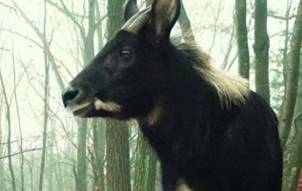 美港通配资 昆明孟定海关查获“四不像”蹄1只